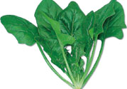 菠菜可以炒韭菜嗎？菠菜和韭菜一起吃怎么樣？