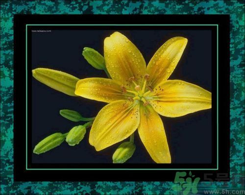 母親節(jié)送什么花好？母親節(jié)應該送什么鮮花？