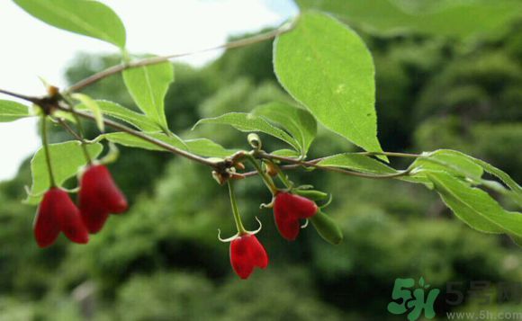 杈杷果好吃嗎？杈杷果的營養(yǎng)價(jià)值與功效
