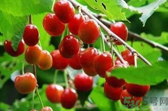 吃櫻桃拉肚子怎么辦？吃櫻桃拉肚子是怎么回事？