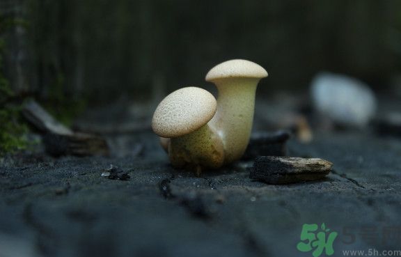 蘑菇有白毛能吃嗎？蘑菇上面長了一層白毛還能吃嗎？