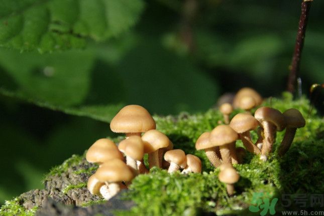 蘑菇有白毛能吃嗎？蘑菇上面長了一層白毛還能吃嗎？
