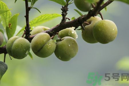 李子是熱性還是涼性？李子是涼性的嗎？