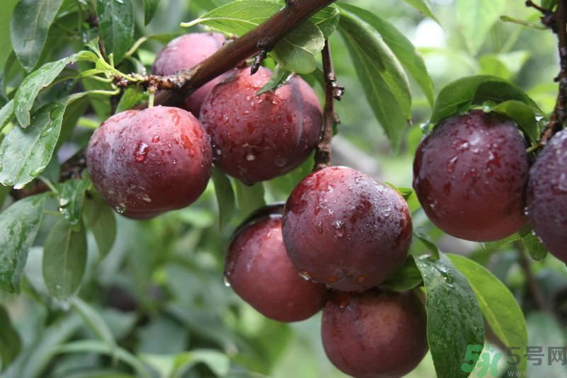 月經(jīng)期間可以吃李子嗎？月經(jīng)期間吃李子好嗎？