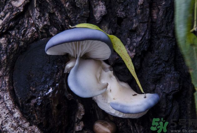 蘑菇能生吃嗎？蘑菇生吃會中毒嗎？