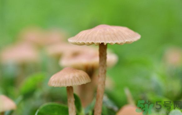 蘑菇能生吃嗎？蘑菇生吃會中毒嗎？