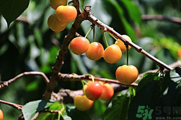 櫻桃枝能治療痛經(jīng)嗎？櫻桃枝的功效與作用