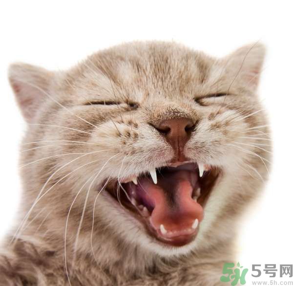 貓咪什么在時(shí)候換牙？貓咪換牙要注意什么？