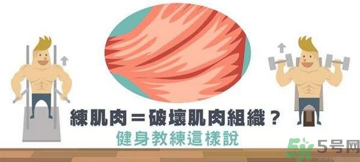 練肌肉會破壞肌肉組織嗎？練肌肉要注意什么呢？