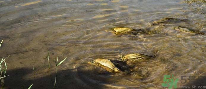 月牙泉再現(xiàn)鐵背魚(yú) 什么是鐵背魚(yú)？