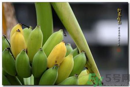 牛奶蕉可以減肥嗎？牛奶蕉怎么吃減肥？