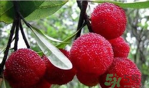 寶寶可以吃楊梅嗎？寶寶多大可以吃楊梅？