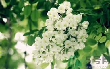 槐花怎么做好吃？槐花的做法有哪些？