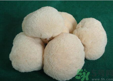 吃猴頭菇有什么好處？猴頭菇有什么營養(yǎng)價值？