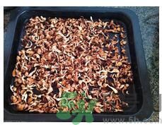 猴頭菇粉怎么做？猴頭菇餅干怎么做？