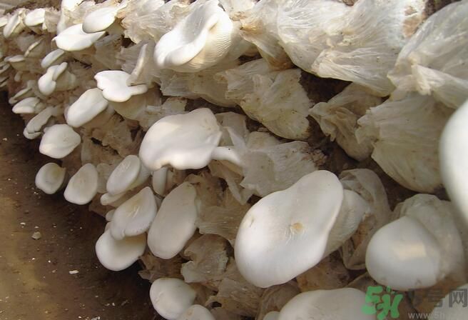 白靈菇和杏鮑菇有什么區(qū)別？白靈菇有什么營養(yǎng)價值？