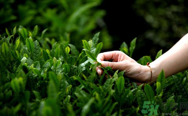 立夏喝什么茶好？立夏不能喝什么茶？