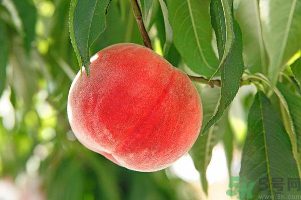 吃桃子會(huì)脹氣嗎？吃桃子注意事項(xiàng)有哪些？