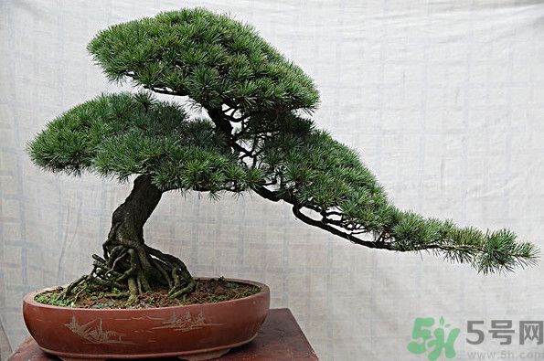 五針松松球能泡酒嗎？五針松松球泡酒有什么功效？