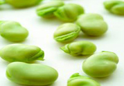 蠶豆是熱性還是涼性？蠶豆是熱性的嗎？