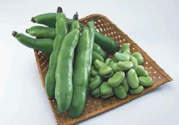 蠶豆是發(fā)物嗎？蠶豆是不是發(fā)物？