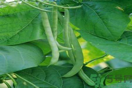 四季豆沒(méi)熟吃了會(huì)中毒嗎？吃四季豆中毒了怎么辦？
