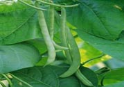 孕婦可以吃四季豆嗎？孕婦吃四季豆好嗎？