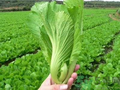 芥菜與鯽魚可以一起吃嗎？芥菜和鯽魚一起吃好不好？
