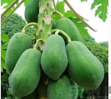 吃青木瓜可以減肥嗎？吃青木瓜有什么好處？