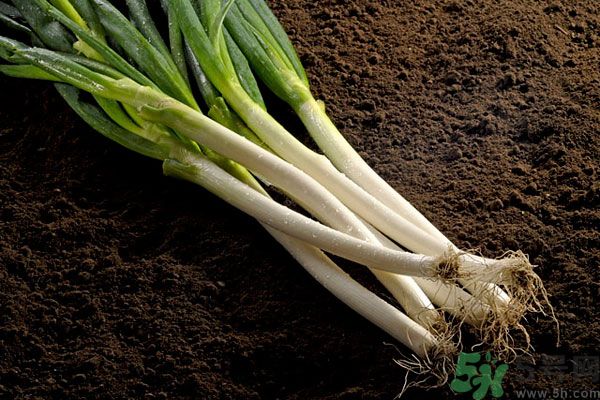 夏天上火能吃蔥嗎？夏天吃蔥會(huì)不會(huì)上火？