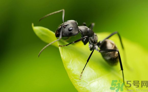 家里有螞蟻怎么辦？驅(qū)除螞蟻的方法是什么？