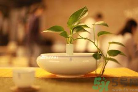 孕婦可以喝米茶嗎？懷孕可以喝米茶嗎？