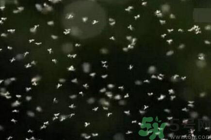 蚊子可以吃嗎？吃蚊子會怎么樣？