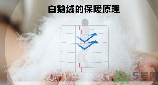 蠶絲被和鵝絨被哪個好?蠶絲被和鵝絨被的區(qū)別