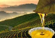 茶籽油可以天天吃嗎？可以每天用茶籽油炒菜嗎？