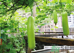 女子打造城市菜園 陽臺可以種什么蔬菜？