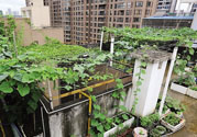 女子打造城市菜園 陽臺可以種什么蔬菜？