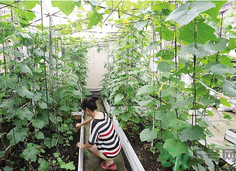 女子打造城市菜園 陽臺可以種什么蔬菜？