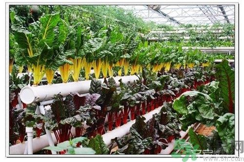 陽臺怎么種蔬菜？陽臺適合種什么蔬菜？