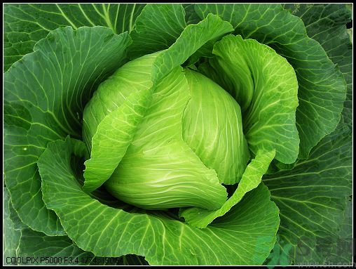 包菜外面的葉子壞了里面還能吃嗎？包菜壞了一部分還能吃嗎？