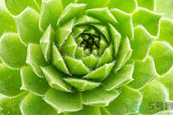 多肉植物需要澆水嗎？多肉植物澆水可以澆到葉子上嗎？