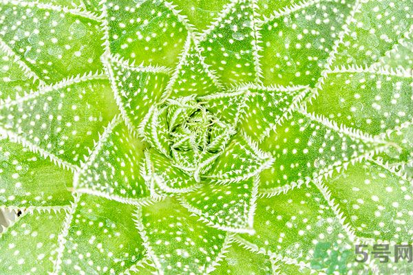 多肉植物需要澆水嗎？多肉植物澆水可以澆到葉子上嗎？