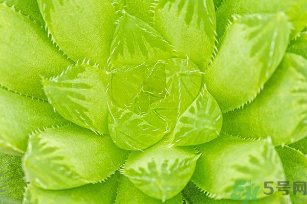 多肉植物需要澆水嗎？多肉植物澆水可以澆到葉子上嗎？