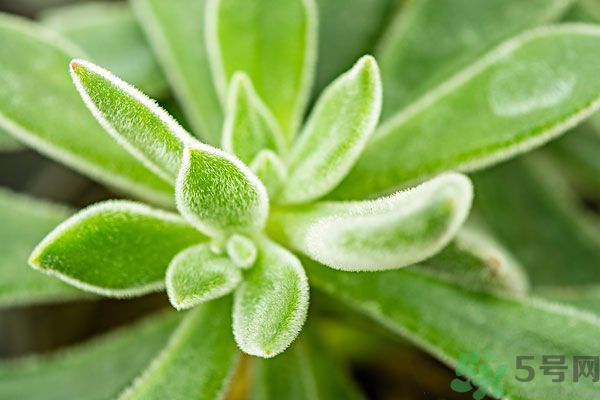 多肉植物需要澆水嗎？多肉植物澆水可以澆到葉子上嗎？