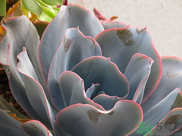 多肉植物需要澆水嗎？多肉植物澆水可以澆到葉子上嗎？