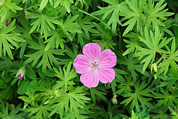 天竺葵有驅(qū)蚊作用嗎？什么植物能驅(qū)蚊子？