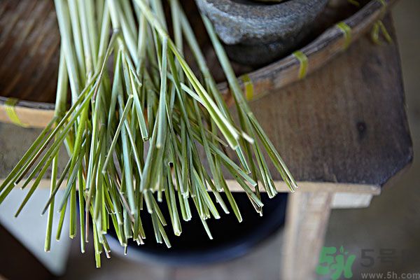 天竺葵有驅(qū)蚊作用嗎？什么植物能驅(qū)蚊子？