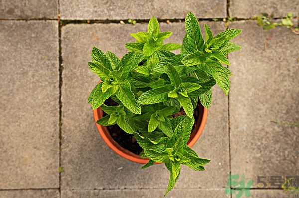 天竺葵有驅(qū)蚊作用嗎？什么植物能驅(qū)蚊子？