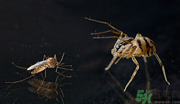 紗窗網(wǎng)密度蚊子能進(jìn)去嗎？紗窗能擋住蚊子嗎？