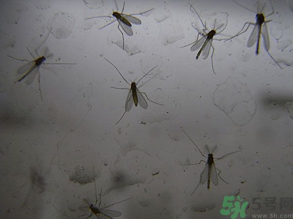 紗窗網(wǎng)密度蚊子能進(jìn)去嗎？紗窗能擋住蚊子嗎？